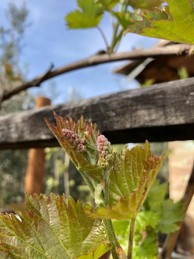 Farm stay Agriturismo San Giusto Sovicille